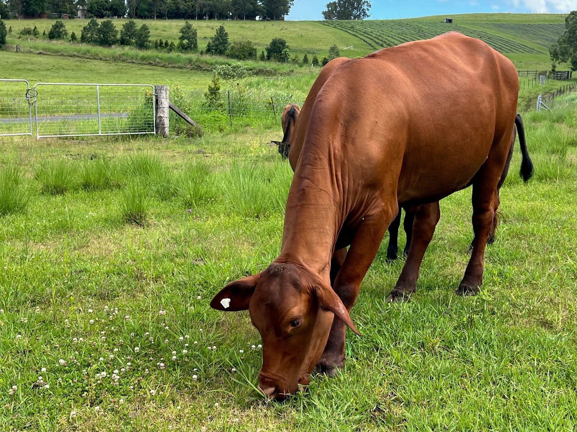 We're opening the gates! Join us at Ataraxis Farms next weekend