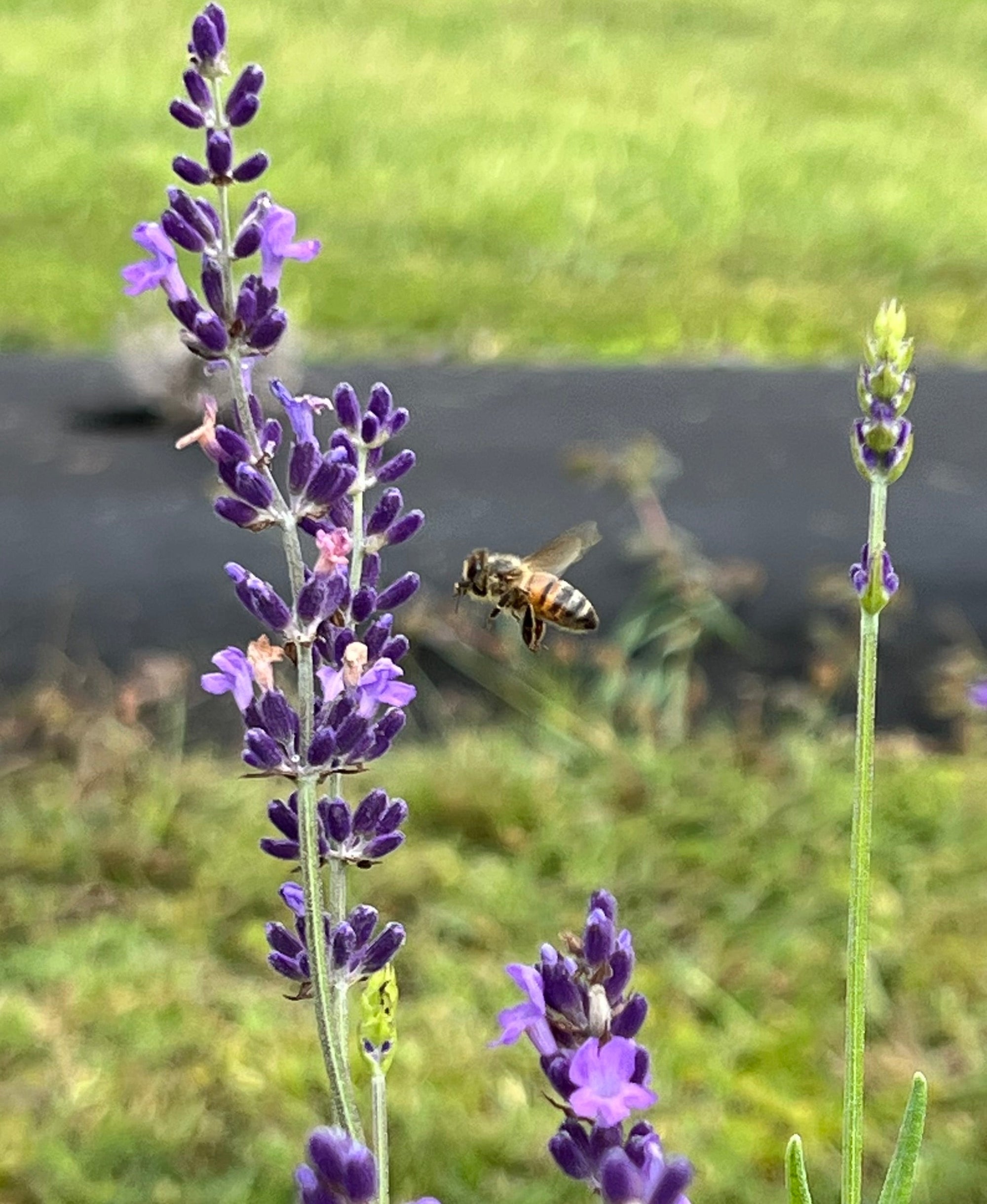 From our patch to your home