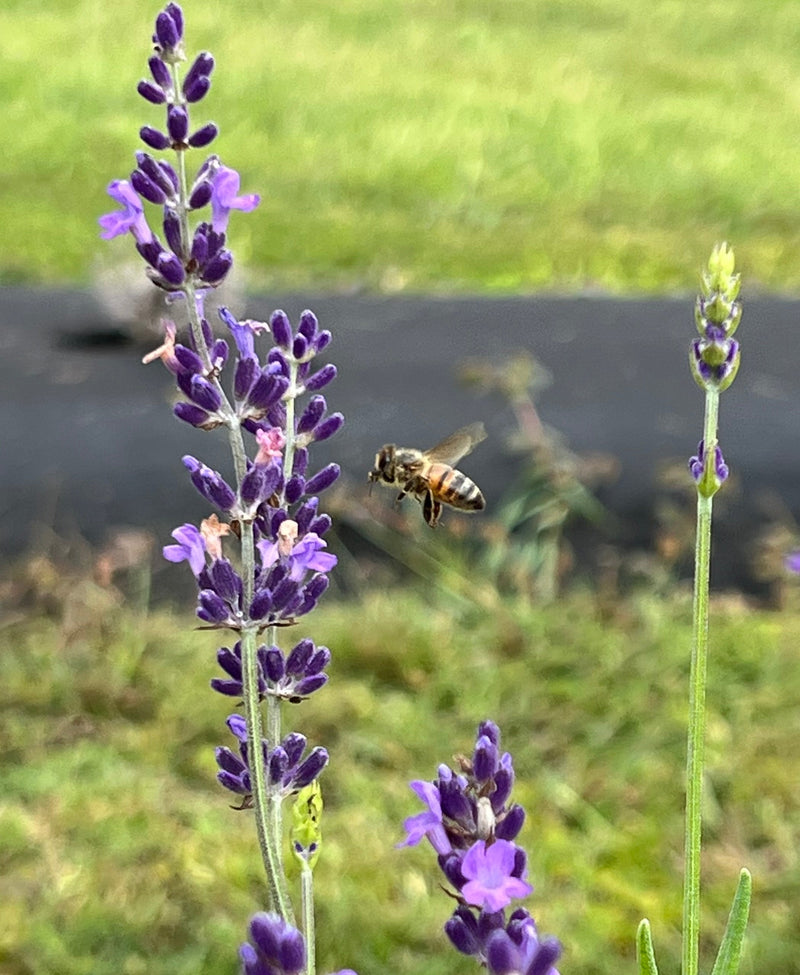 From our patch to your home