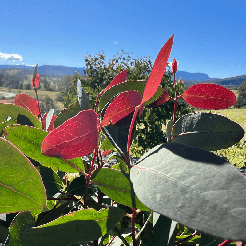 Native botanicals: Strawberry Gum and Bush Mint