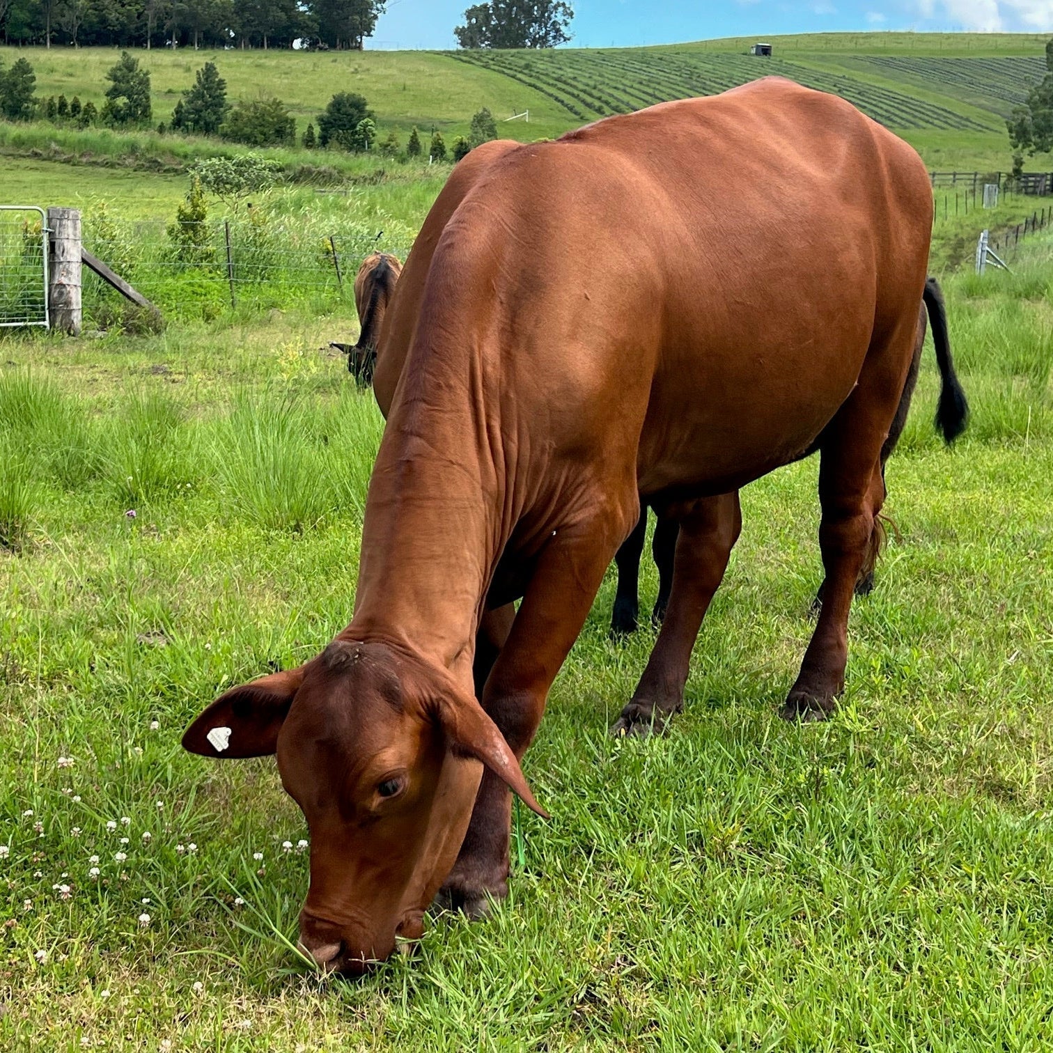 We're opening the gates! Join us at Ataraxis Farms next weekend
