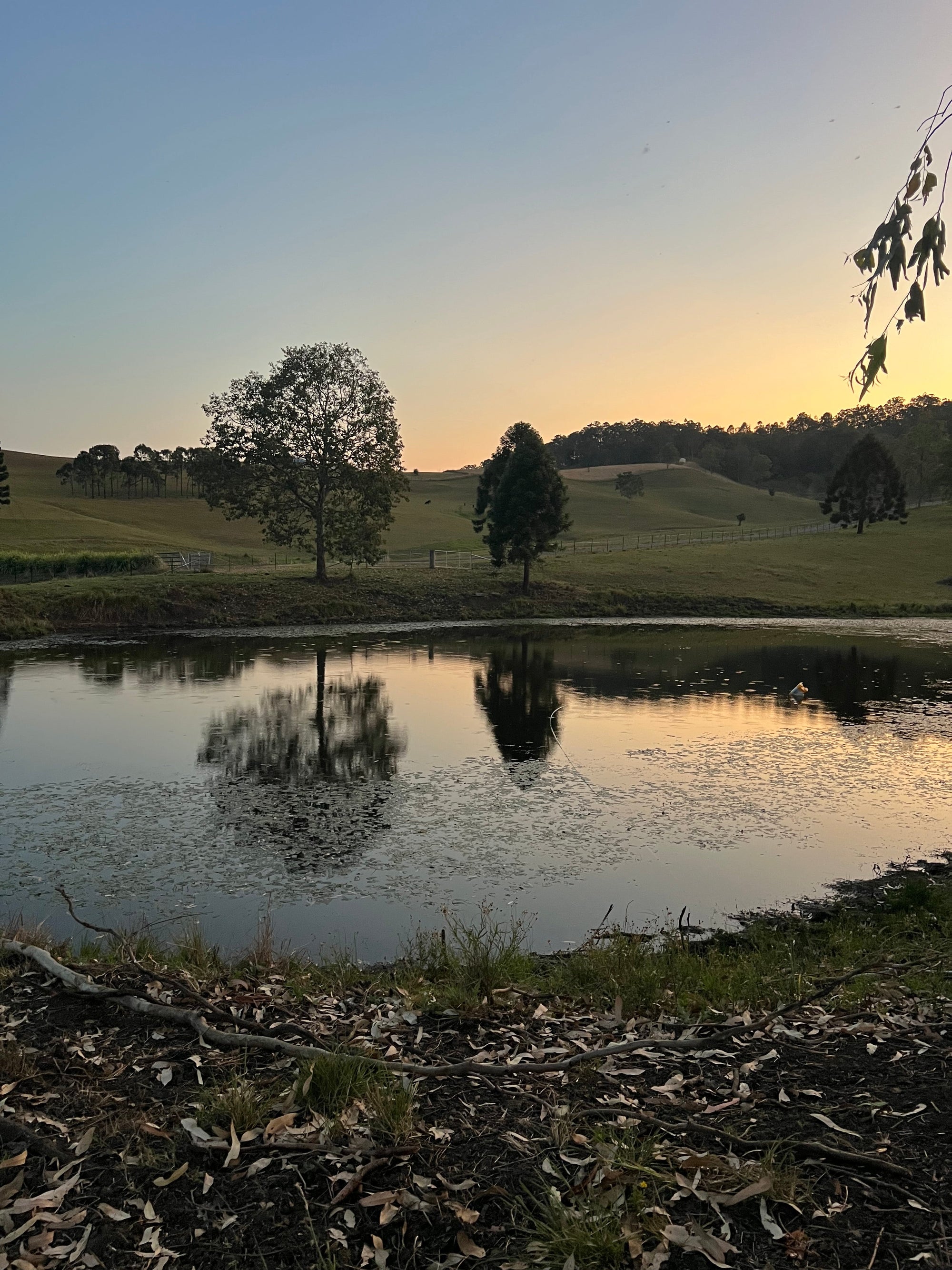 So why Ataraxis Farms?
