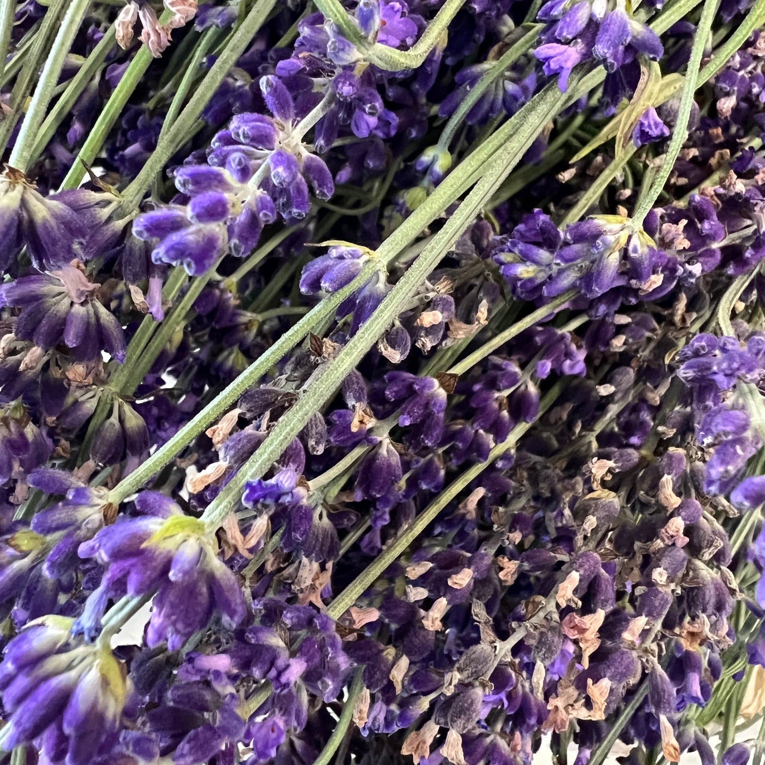 From our patch to your home