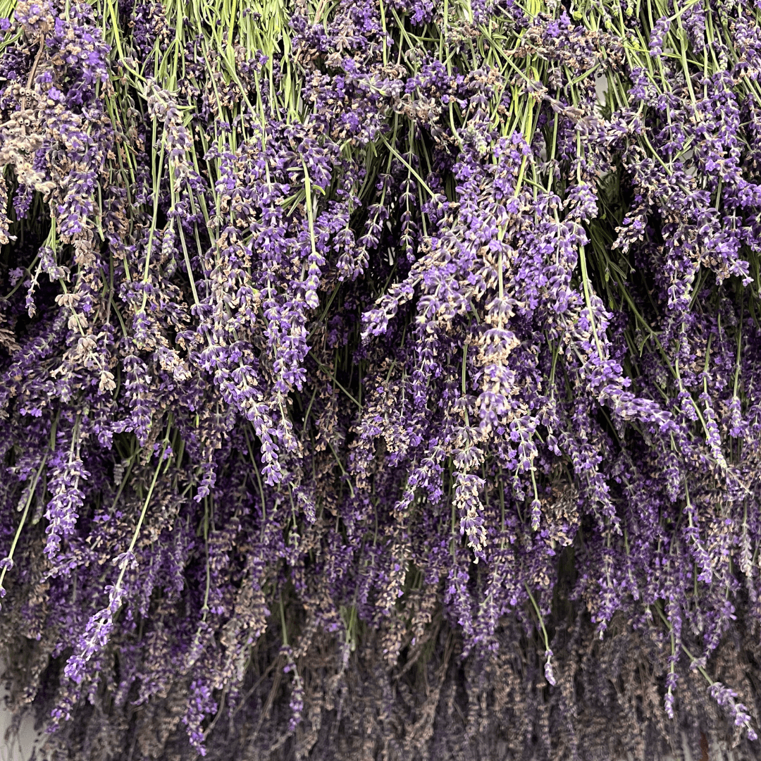 From Our Patch to Your Projects: Introducing Our Farm-Grown Lavender Flower Buds