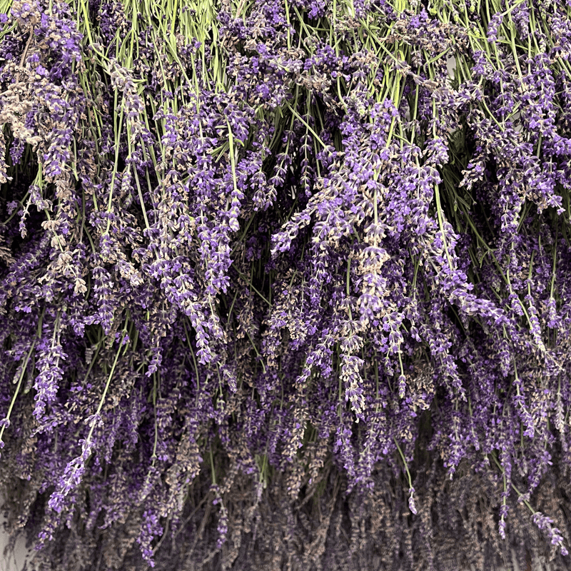 From Our Patch to Your Projects: Introducing Our Farm-Grown Lavender Flower Buds
