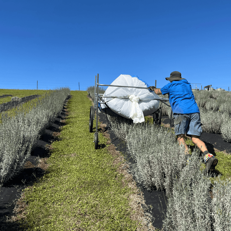 Lavender: A botanical deep dive into calm, ritual and rest