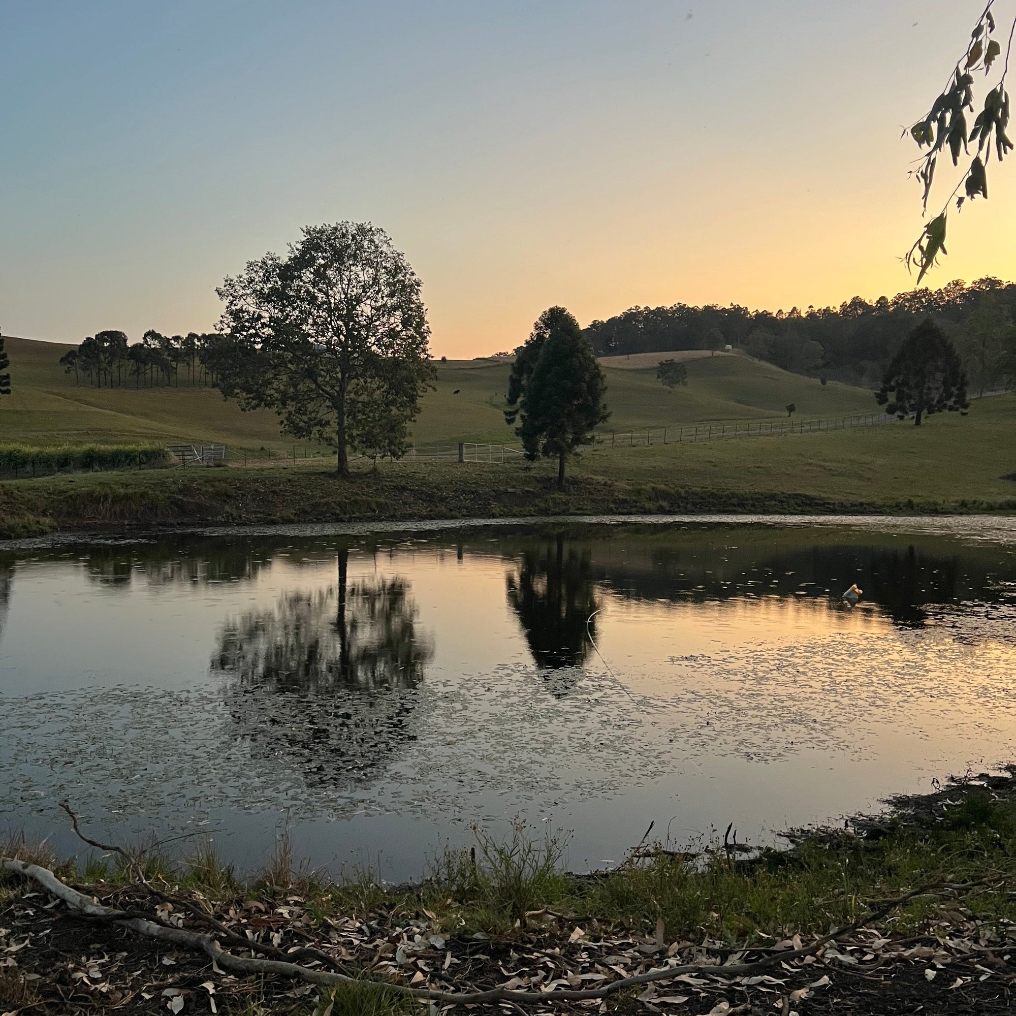 So why Ataraxis Farms?