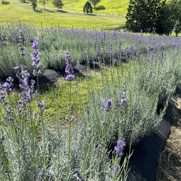 Lavender plants in a field with green grass and trees in the background