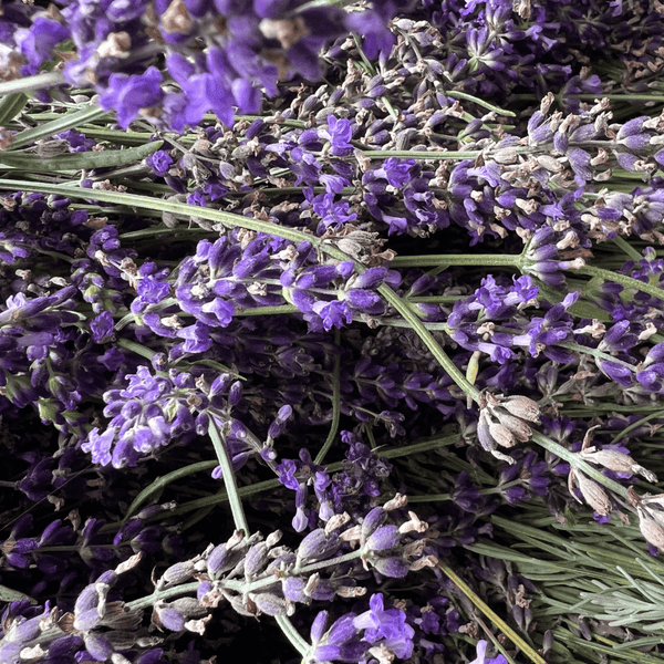 Ataraxis Farms close up of lavender flowers
