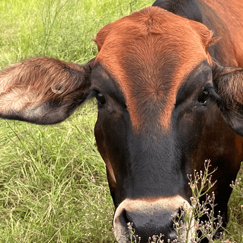 Ataraxis Farms close-up of Nelly the cow in a paddock of green grass