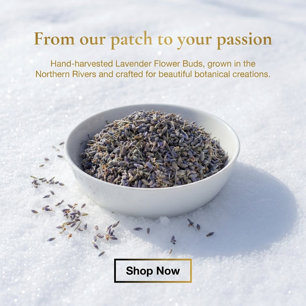 Hand harvested Lavender Flower Buds, grown in the Northern Rivers and crafted for beautiful botanical creations.