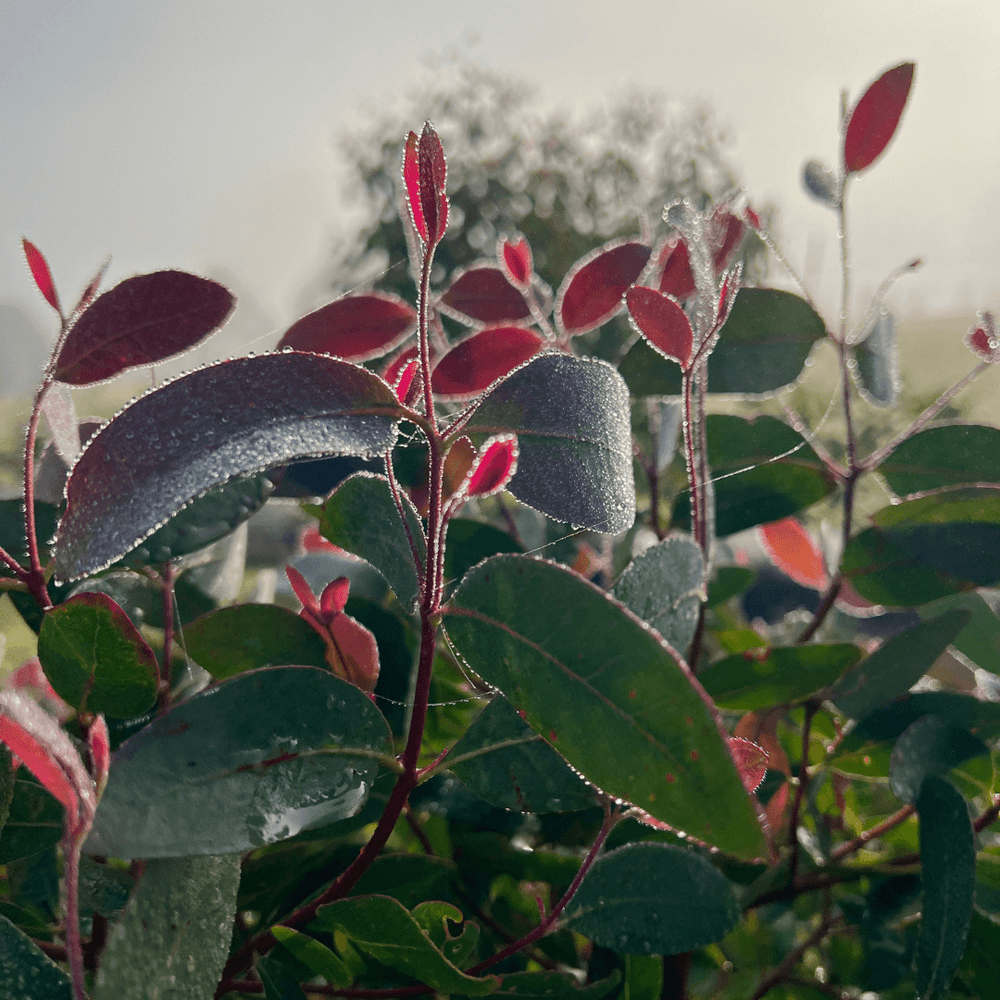 Strawberry Gum leaves with the morning dew on them.