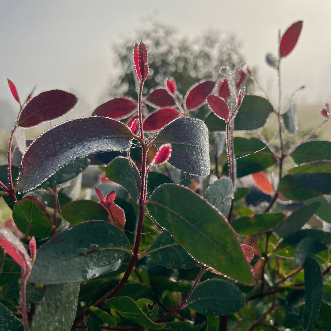 Strawberry Gum leaves with the morning dew on them.