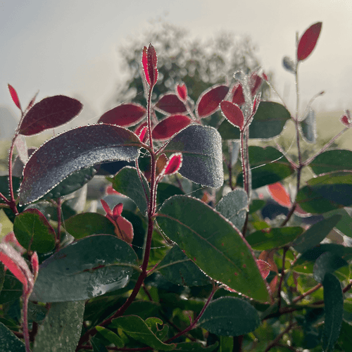 Strawberry Gum leaves with the morning dew on them.