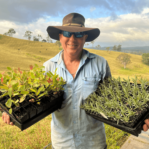 Ataraxis Farms Farmer Chris holding tubestock Strawberry Gum and Lavender trays in a paddock